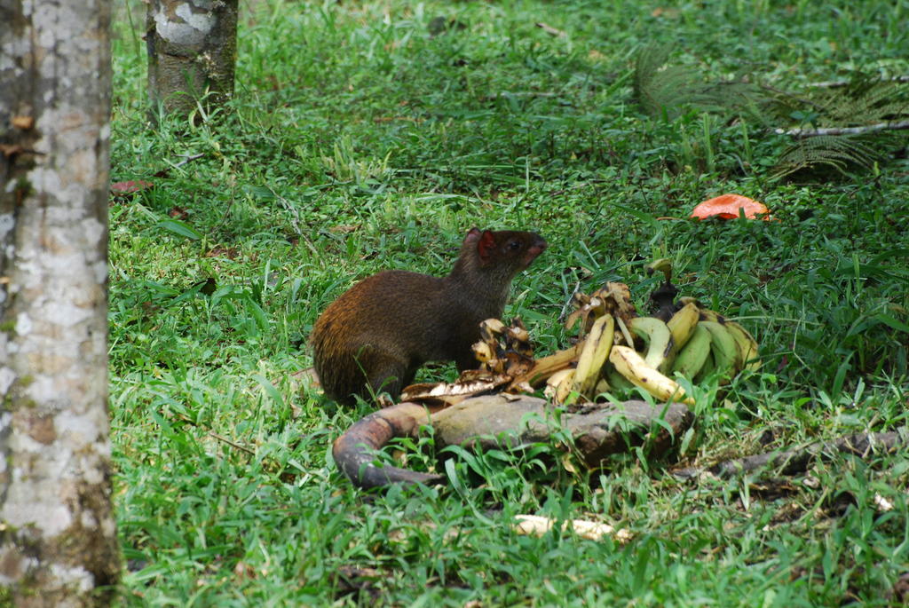 Sachatamia Lodge Mindo Bagian luar foto